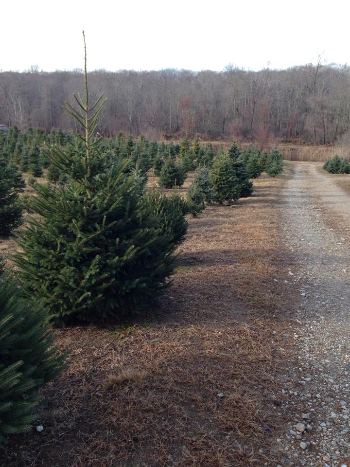 Schrempp's Christmas Tree Farm: farm photo