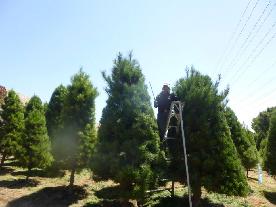 Christmas Ranch Tree Farms – Thousand Oaks: farm photo