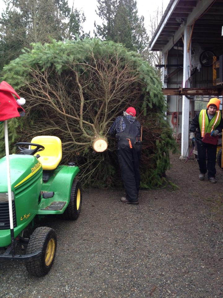 Wilson Hill Tree Farm & Nursery: farm photo