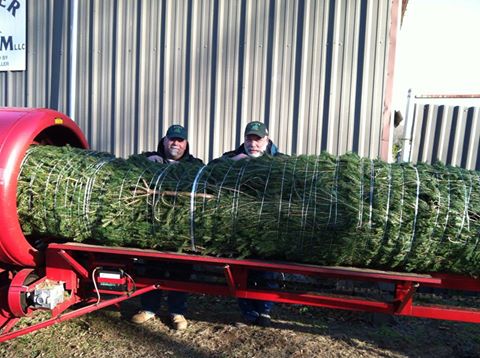 Miller Tree Farm: farm photo