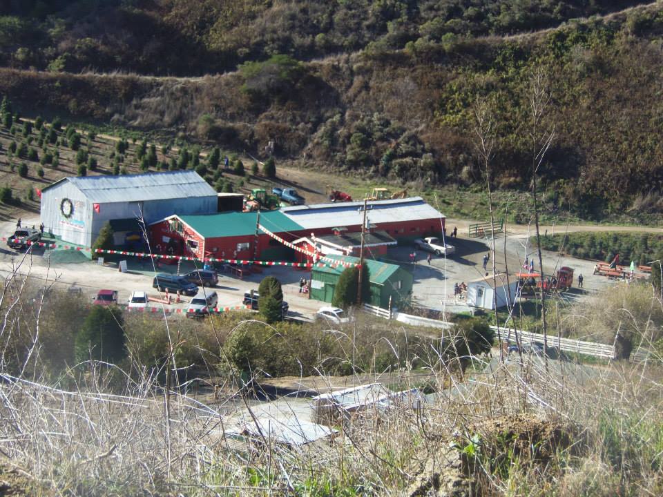 Santa's Tree Farm and Village: farm photo