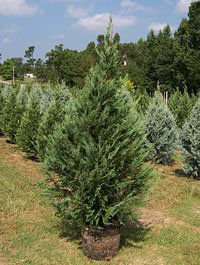 Motley's Christmas Tree Farm: farm photo