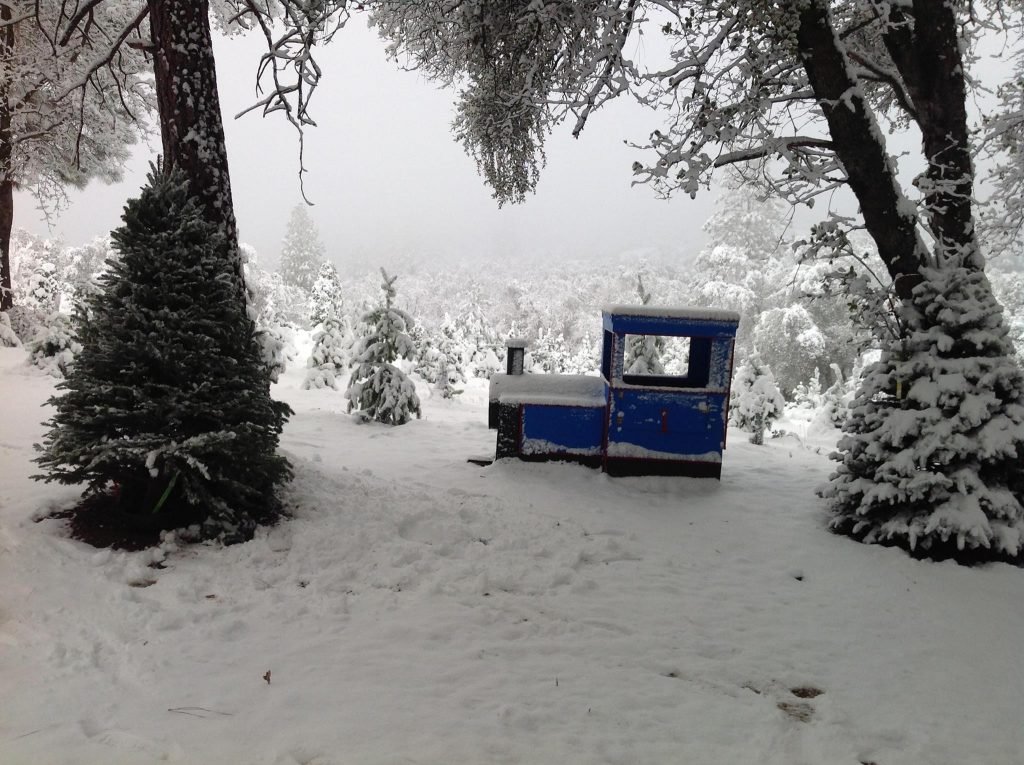 Anderson Christmas Tree Farm: farm photo