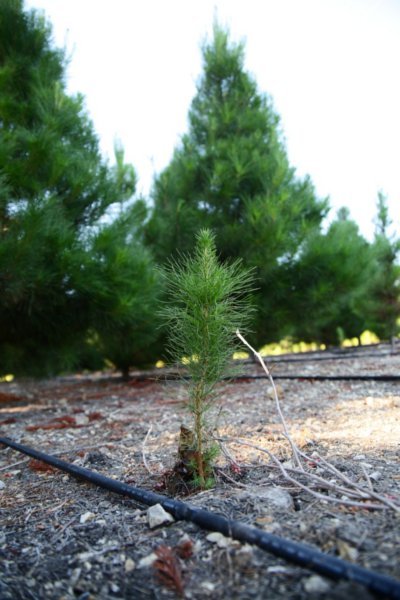 Christmas Ranch Tree Farms – Simi Valley: farm photo