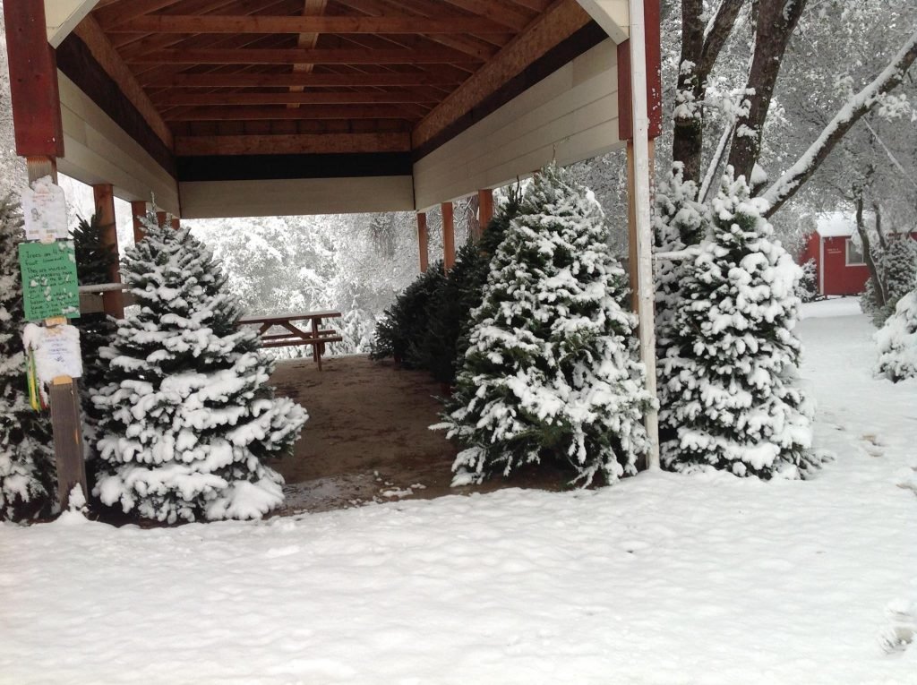 Anderson Christmas Tree Farm: farm photo