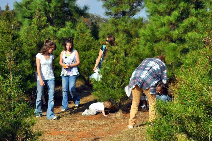Evergreen Farms Christmas Trees: farm photo