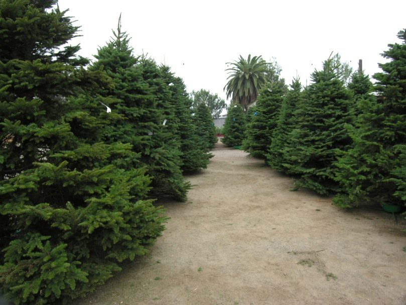Family Christmas Tree Farm: farm photo