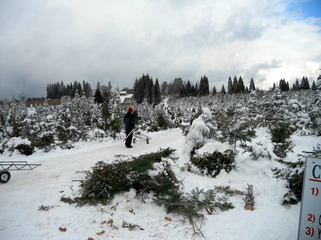Carson Ridge Evergreens: farm photo