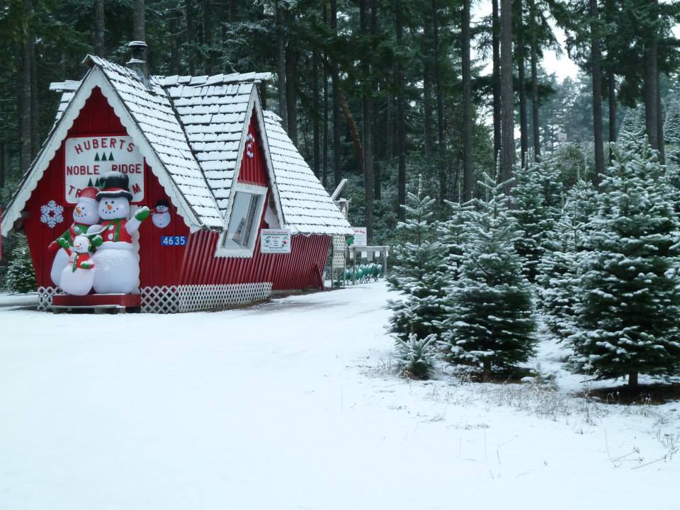 Hubert's Christmas Trees: farm photo