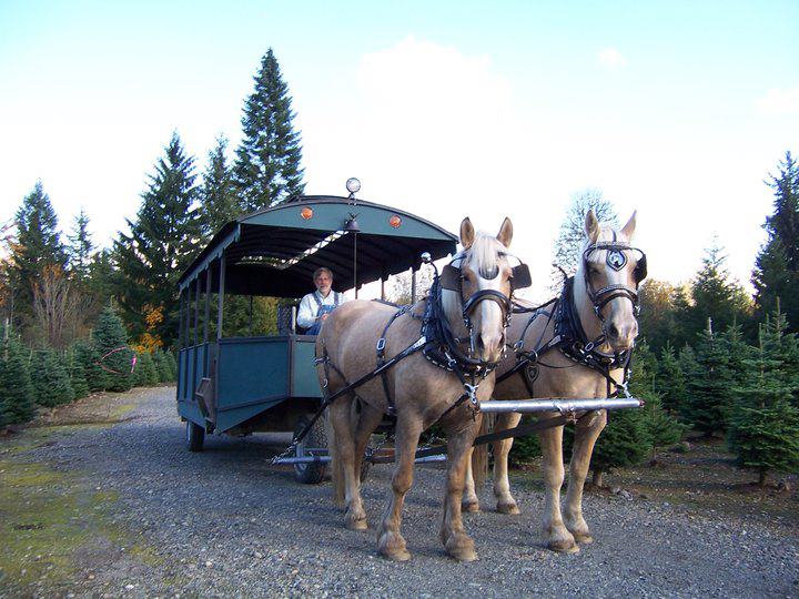 Clyde 'n Dale's Holiday Trees and Gifts: farm photo