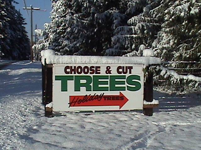 Holiday U-Cut Christmas Trees: farm photo