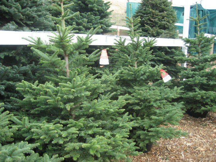 Clayton Valley Pumpkin Farm & Christmas Trees: farm photo