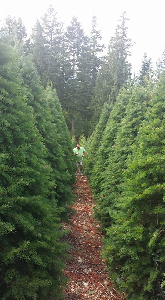 Hubert's Christmas Trees: farm photo