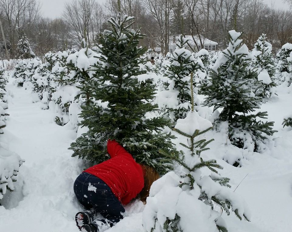 Beckwith Family Christmas Trees & Wreaths: farm photo