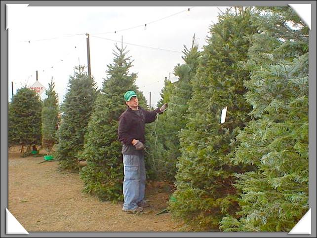Family Christmas Tree Farm: farm photo