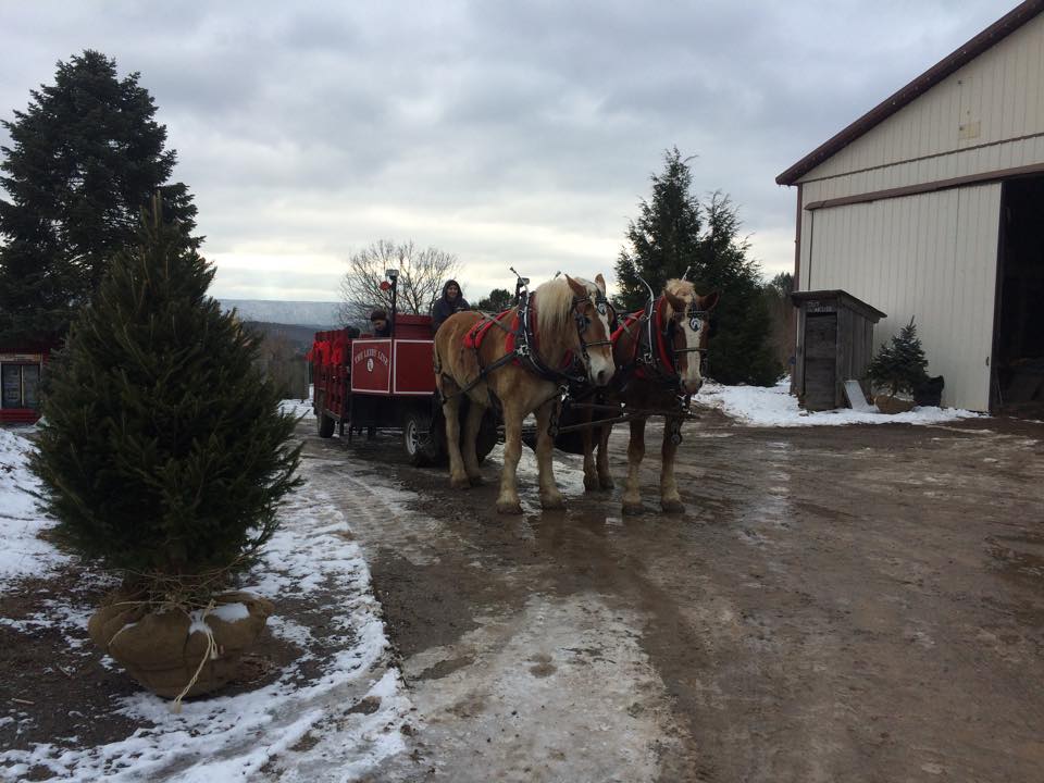 Walker’s Tree Farm: farm photo
