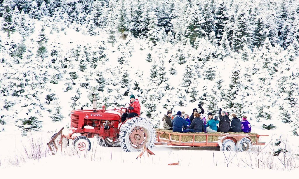 Beckwith Family Christmas Trees & Wreaths: farm photo