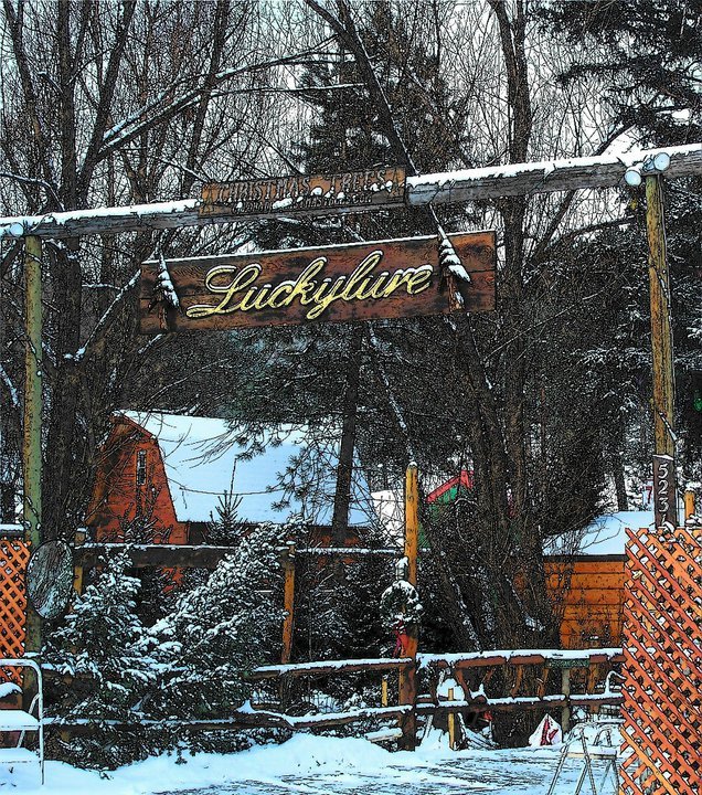Luckylure Christmas Trees: farm photo