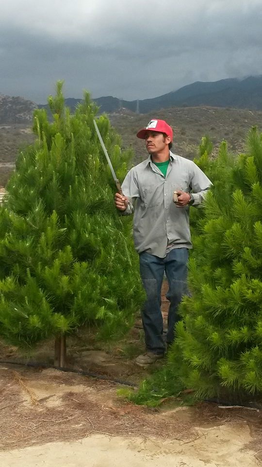 Peltzer Pines – Brea Tree Farm: farm photo