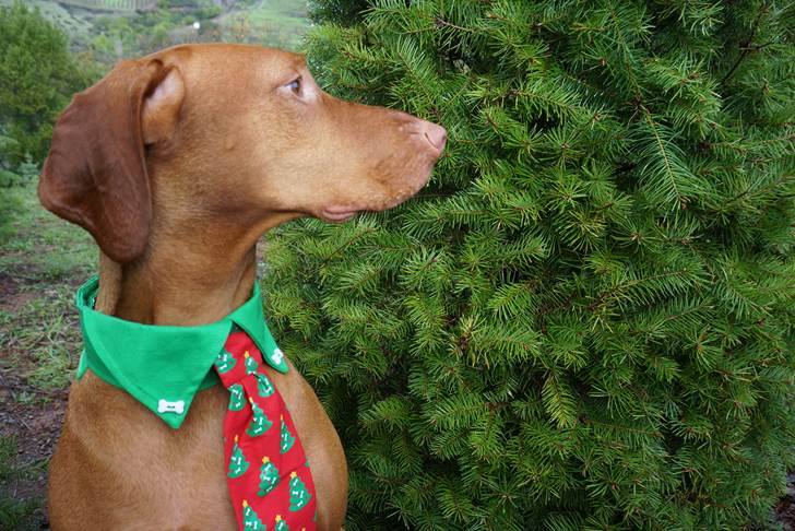 Moon Mountain Christmas Tree Farm: farm photo