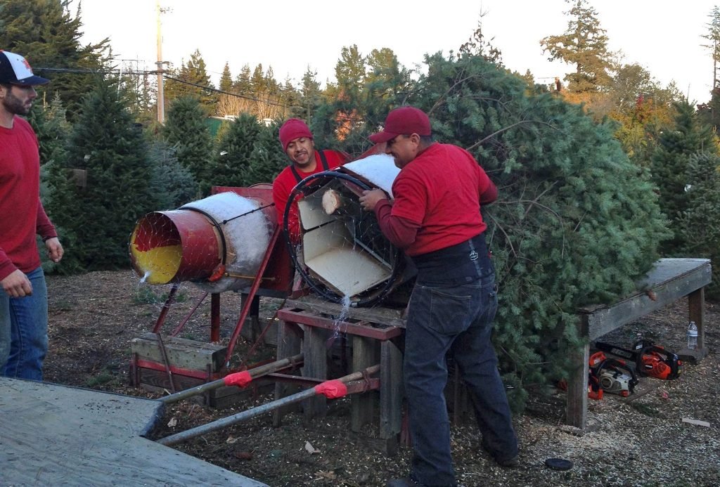 Grandma Buddy's Christmas Trees: farm photo