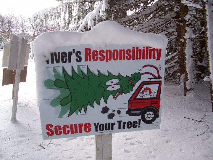Belly Acres Christmas Tree Farm: farm photo