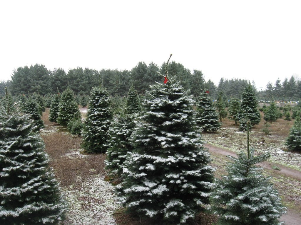 Larwick U-cut Christmas Tree Farm: farm photo