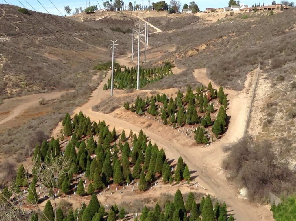 Christmas Ranch Tree Farms – Thousand Oaks: farm photo