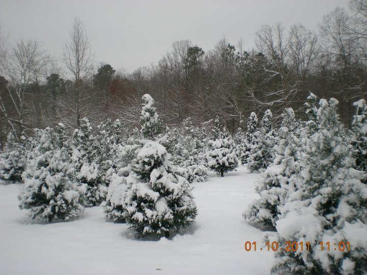 Mountain View Christmas Tree Farm: farm photo