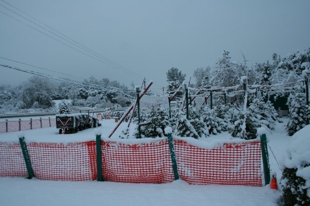 Poppy Lane Christmas Farm: farm photo