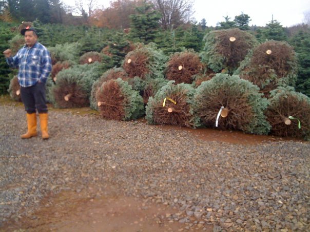 Battaglia Ranch Christmas Tree Farm: farm photo