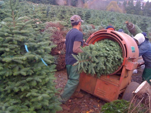 Battaglia Ranch Christmas Tree Farm: farm photo