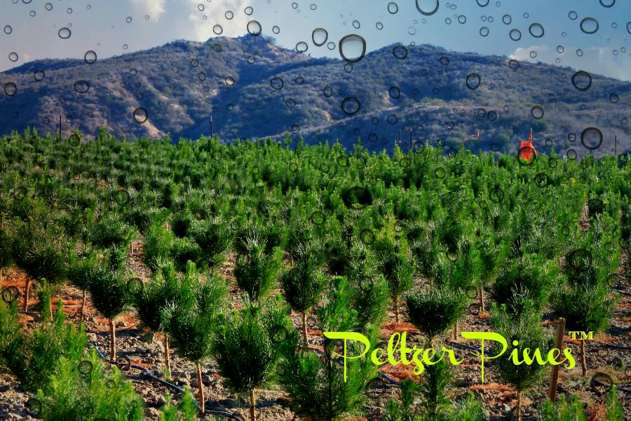 Peltzer Pines – Silverado Tree Farm: farm photo