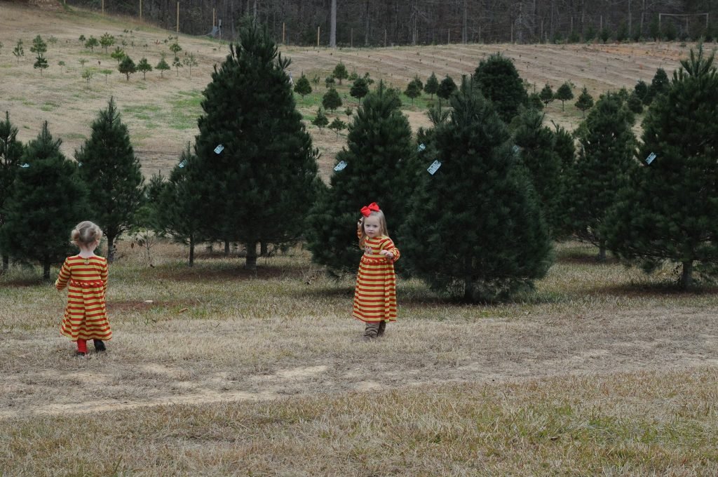 Beavers Christmas Tree Farm: farm photo