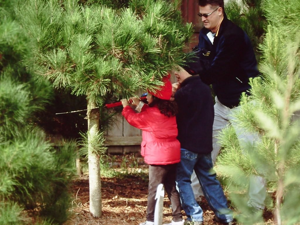 Larsen's Christmas Tree Farms: farm photo