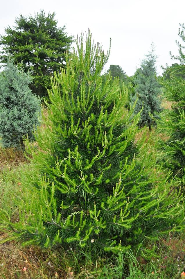 Evergreen Farms Christmas Trees: farm photo