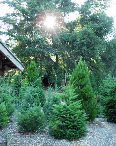 Patchen California Christmas Tree Farm: farm photo