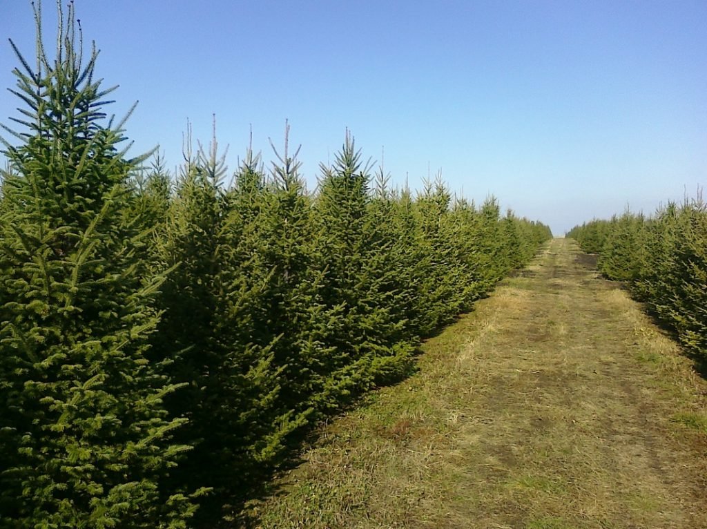 Bengtson Christmas Tree Farm: farm photo