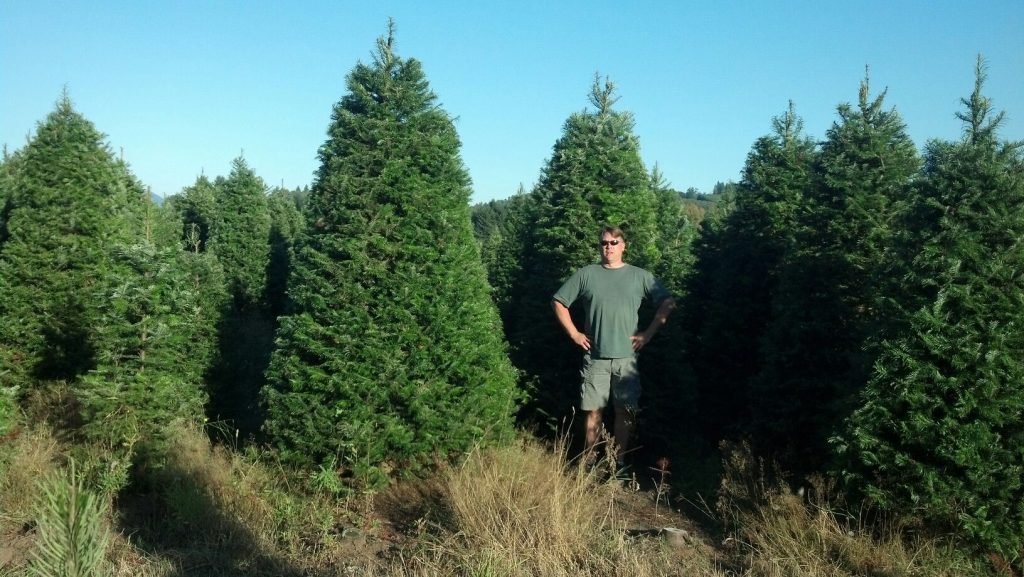 Menefees Christmas Trees Central Tacoma: farm photo
