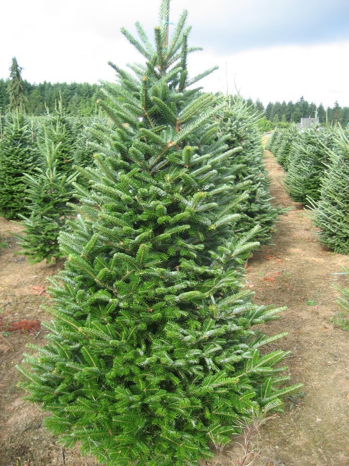 Clayton Valley Pumpkin Farm & Christmas Trees: farm photo