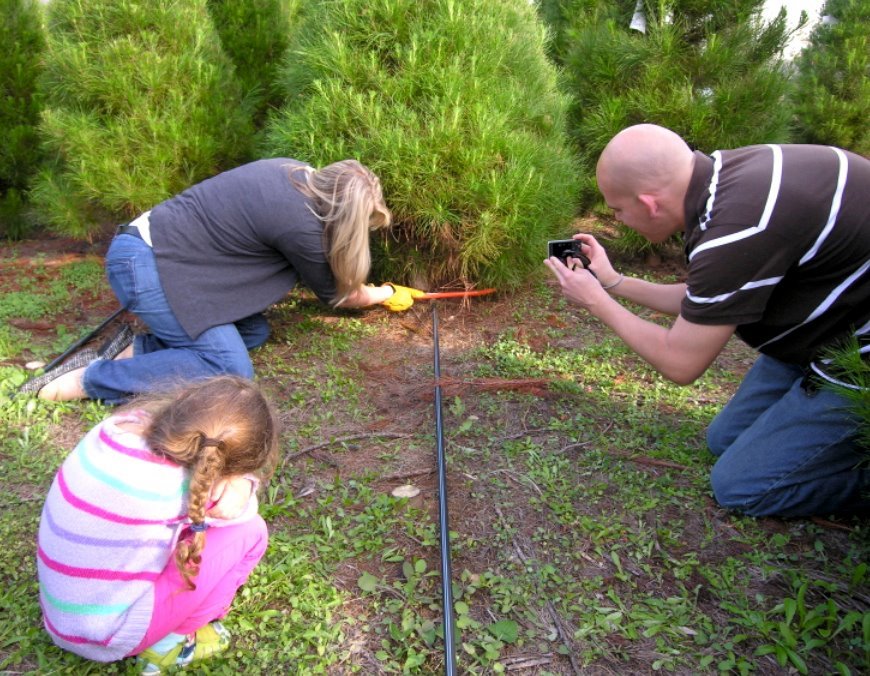 Family Christmas Tree Farm: farm photo
