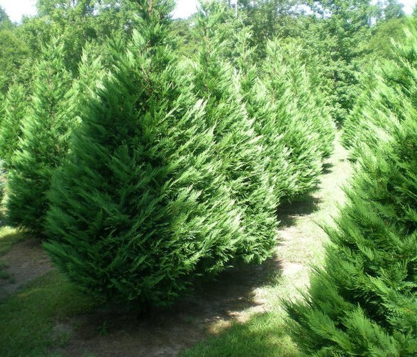 Mountain View Christmas Tree Farm: farm photo