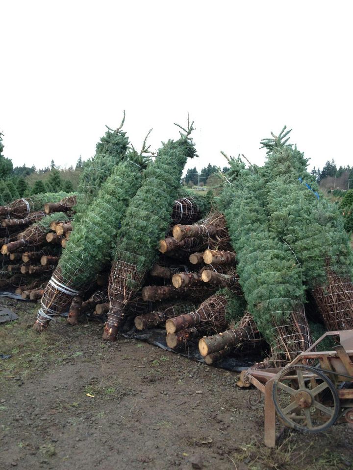 Menefees Christmas Trees Central Tacoma: farm photo