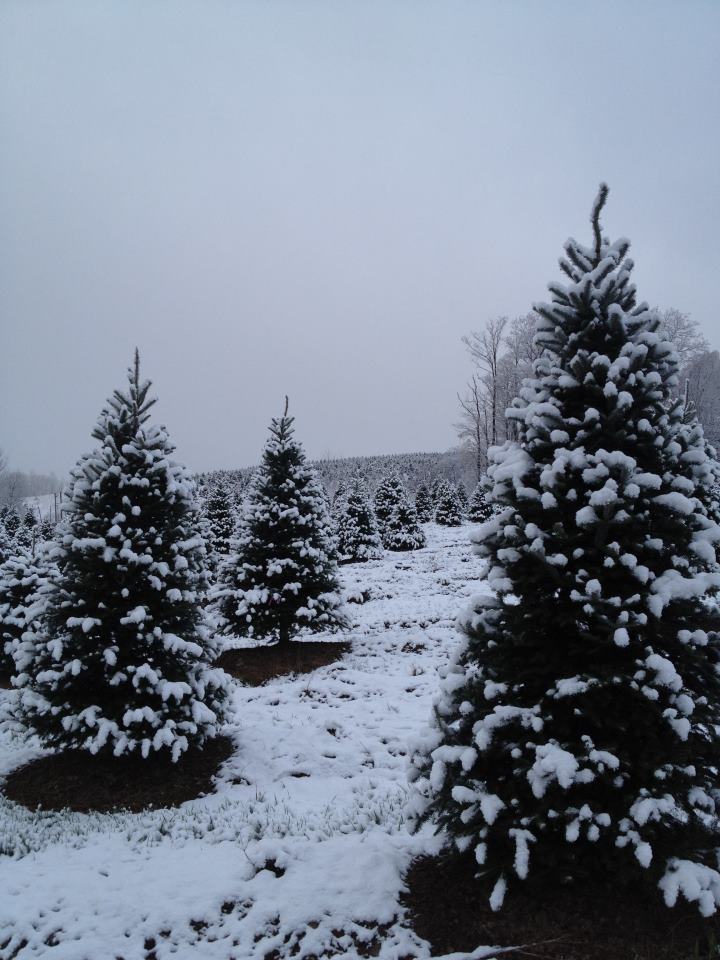 Berkey's Nursery: farm photo