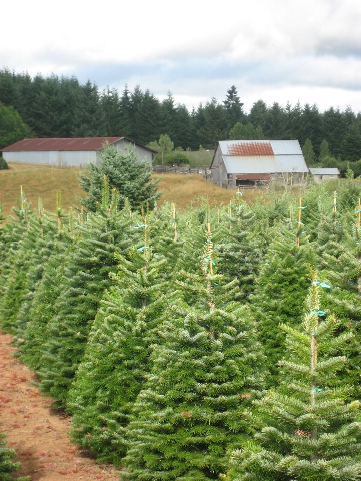 Clayton Valley Pumpkin Farm & Christmas Trees: farm photo