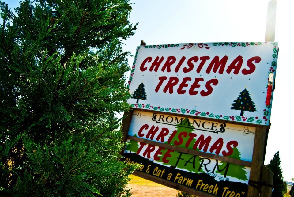 Romance Christmas Tree Farms: farm photo