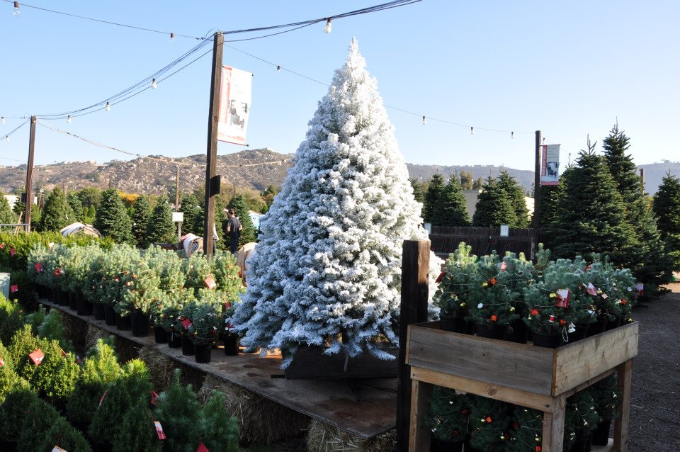 Family Christmas Tree Farm: farm photo
