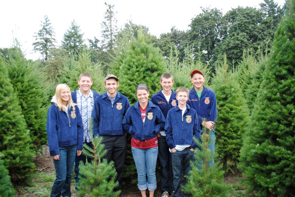The Tree Wisemans Christmas tree farm: farm photo