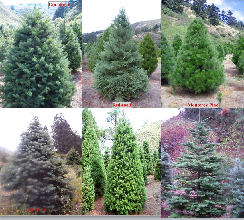 Santa's Tree Farm and Village: farm photo