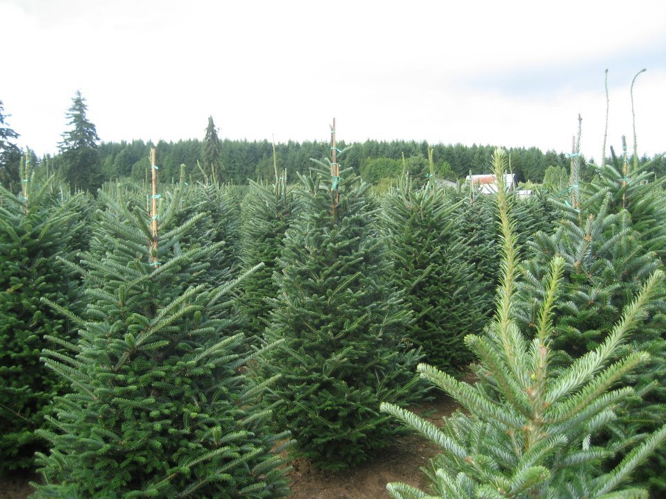 Clayton Valley Pumpkin Farm & Christmas Trees: farm photo